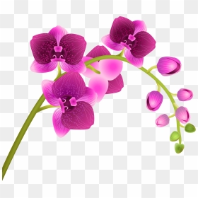 Free Orchid Clipart - Orchid Flower Clipart, HD Png Download - orchid png