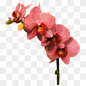 Orchid - Orchid Png, Transparent Png - orchid png