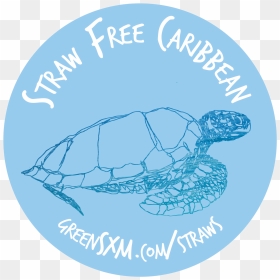 Green Sea Turtle, HD Png Download - straw png