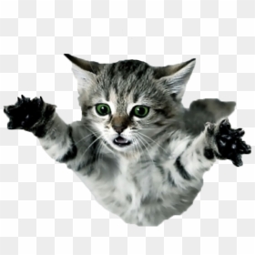 Thumb Image - Flying Cat Png, Transparent Png - cat.png
