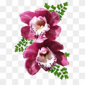 Orchid Png Image - Transparent Background Orchid Png, Png Download - orchid png