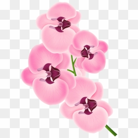 Pink Orchid Clipart Png Transparent Png , Png Download - Orchids Clipart, Png Download - orchid png