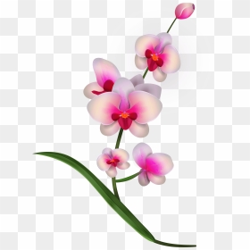 Pink Orchids Png Clipart Transparent Png , Png Download - Transparent Background Orchid Clip Art, Png Download - orchid png