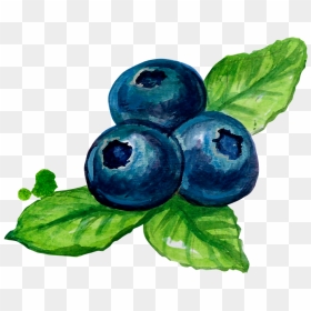 Transparent Blueberries Png - Blueberry Illustration Watercolor Png, Png Download - blueberries png