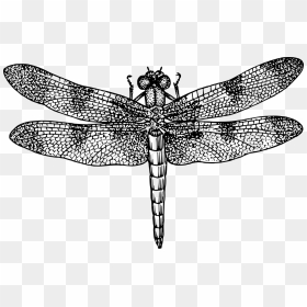 Dragonfly Insect Bug Fly Wings Png Image - Black And White Dragonfly Drawing, Transparent Png - black wings png
