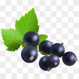 Berries Berry Blueberries Free Vector Graphic On Pixabay - Blackcurrant Png, Transparent Png - blueberries png