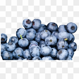 Wild Blueberries, Credit - Food In The Boreal Forest, HD Png Download - blueberries png