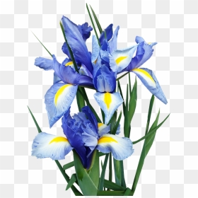 Transparent Blue Iris Flower, HD Png Download - blue flowers png