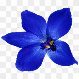 Thumb Image - Blue Orchid Clip Art, HD Png Download - orchid png