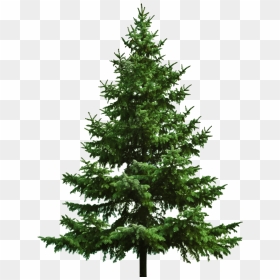 Bare Christmas Tree - Pine Tree Transparent Background, HD Png Download - christmas background png