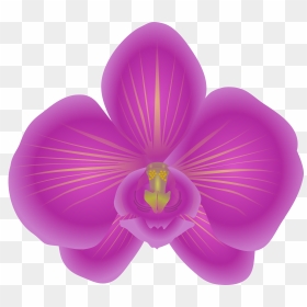Big Image Png, Transparent Png - orchid png