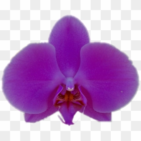 Transparent Purple Orchid Png - Moth Orchid, Png Download - orchid png