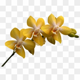 Png Клипарт "beautiful Orchids Flower - Yellow Orchid Png Transparent, Png Download - orchid png
