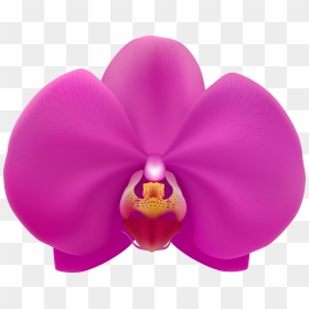 Pink Orchid Transparent Png Clip Art Image, Png Download - orchid png