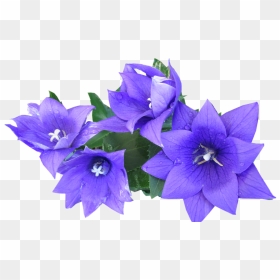 Blue, Flower, Cut, Out - Blue, HD Png Download - blue flowers png