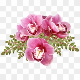 Orquideas Png, Transparent Png - orchid png