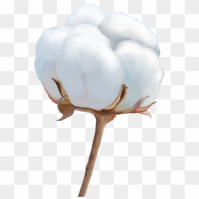 Organic Cotton Png Image File - Flower Cotton, Transparent Png - cotton png