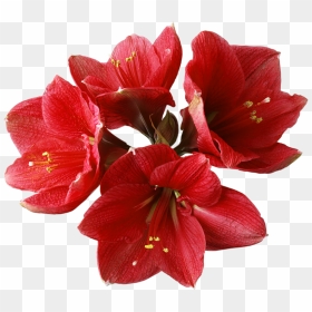 Flowers Image Png Hd, Transparent Png - orchid png