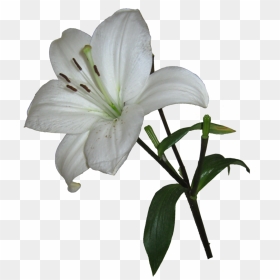 Download Lily Png Photos 310 - Lily Flower Transparent Background, Png Download - lily png