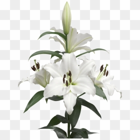 A Few Lilies - Lily Bulb Png, Transparent Png - lily png