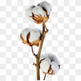 Cotton Transparent Png - Branch Of Cotton, Png Download - cotton png