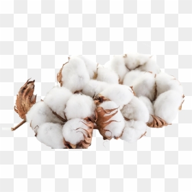 Cotton Png , Png Download - Cotton Png, Transparent Png - cotton png