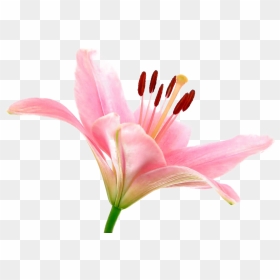Pink Lily Png Transparent Image - Pink Lily Flower Png, Png Download - lily png