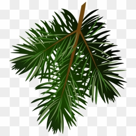 Pine Tree Branch Clipart - Pine Leaf Transparent Background, HD Png Download - tree branch silhouette png