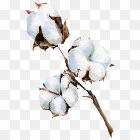 Cotton Png, Transparent Png - cotton png