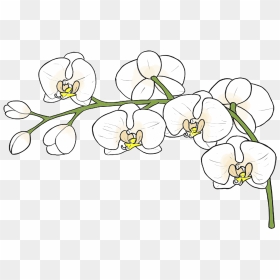 Moth Orchid, HD Png Download - orchid png