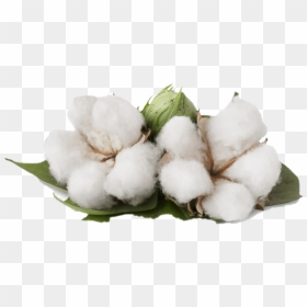 Benefits Of Cotton Plant, HD Png Download - cotton png