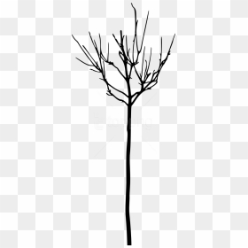 Free Png Simple Bare Tree Silhouette Png Images Transparent - Portable Network Graphics, Png Download - tree branch silhouette png