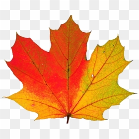 Thumb Image - Maple Leaf Changing Color, HD Png Download - thanksgiving leaves png
