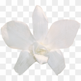 Transparent White Orchid Png - White Dendrobium Orchid Png, Png Download - orchid png