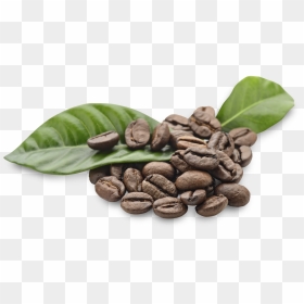 Arabica Coffee Beans Png , Png Download - Coffee Bean Png Free, Transparent Png - coffee bean png