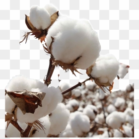 Outdoor Cotton Branches Transparent Decoration - Bt Cotton Images Download, HD Png Download - cotton png