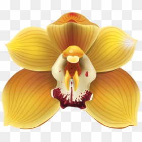 Yellow Orchid Png Clipart - Transparent Orchid Clipart, Png Download - orchid png