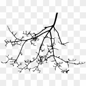 Free Png Tree Branch Silhouette Png Images Transparent- - Portable Network Graphics, Png Download - tree branch silhouette png