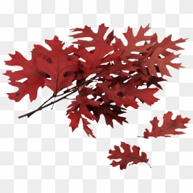 Autumn Leaf Png Image, Transparent Png - thanksgiving leaves png
