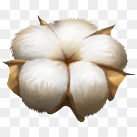 Cotton Plant Png Image - Transparent Background Cotton Flower Png, Png Download - cotton png