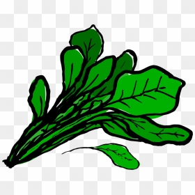 Spinach Clipart At Getdrawings - Spinach Clipart, HD Png Download - spinach png