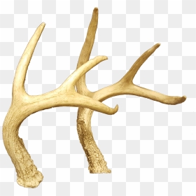 Horns,deer Antler , Png Download - Reindeer, Transparent Png - antler png