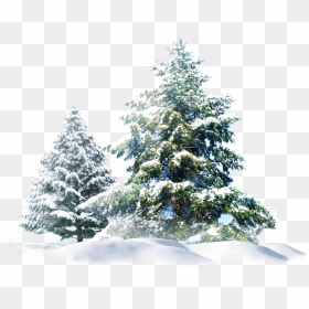 Pine Trees With Snow Png - Snow Christmas Tree Png, Transparent Png - pine trees png