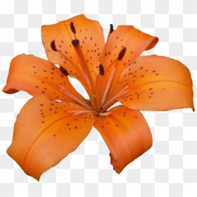 Download Lily Png Pic - Orange Lilies Png, Transparent Png - lily png