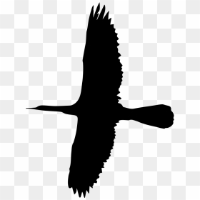 Flying Big Bird Shape - Seabird, HD Png Download - big bird png