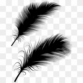 Illustration, Png Download - ريش Png, Transparent Png - feather vector png