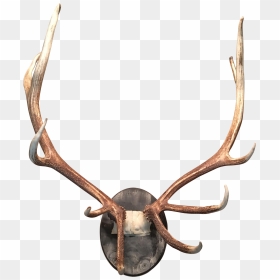 Deer Antler Moose Horn Elk - Antler, HD Png Download - antler png