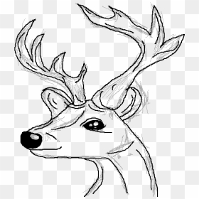 Deer Horn Drawing Deer - Elk, HD Png Download - antler png