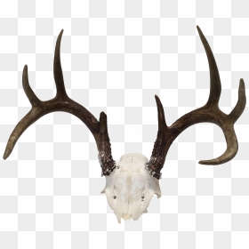 Banner Stock Natural Point Deer Antler Chairish - Antler, HD Png Download - antler png