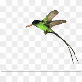 Clipart Doctor Bird - Ruby-throated Hummingbird, HD Png Download - big bird png